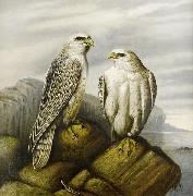 Joseph Wolf Gyr falcons on a rocky ledge oil painting artist